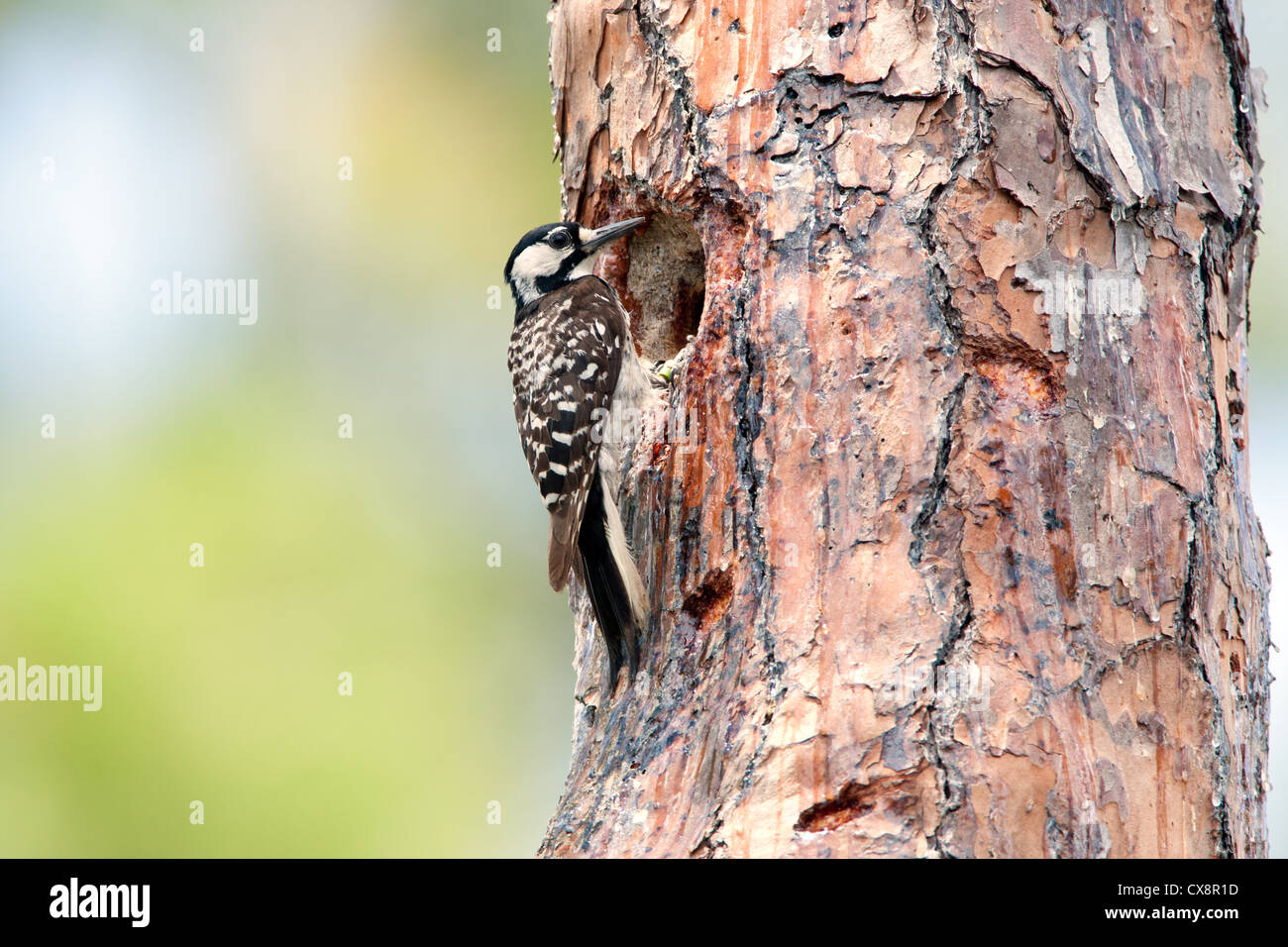 Rothaariger Woodpecker-Vogel sitzt in Nest Cavity Stockfoto