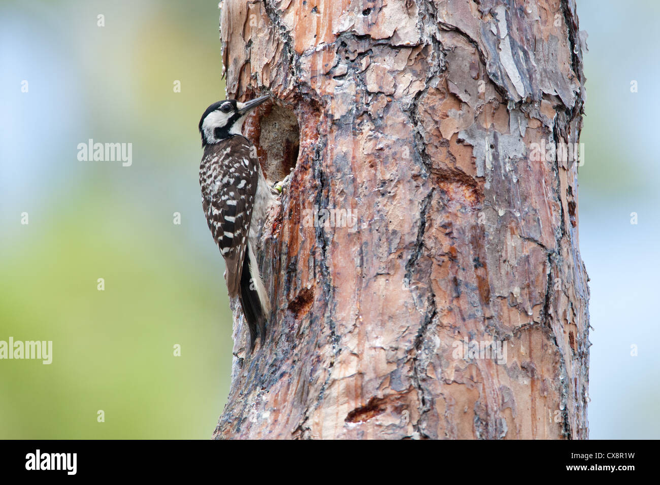 Rothaariger Woodpecker-Vogel sitzt in Nest Cavity Stockfoto