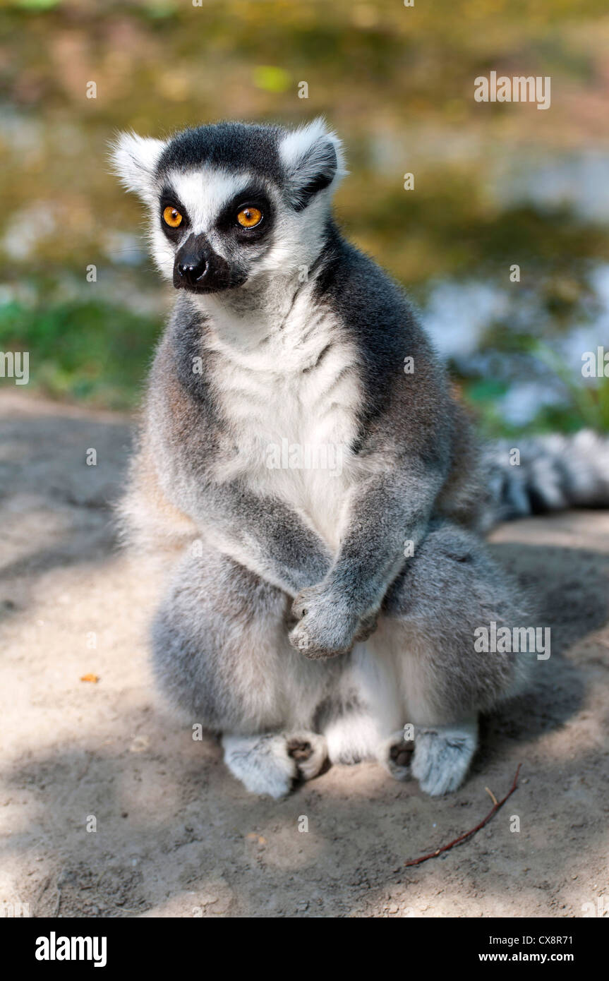 Katta (Lemur Catta) Madagaskar Stockfoto