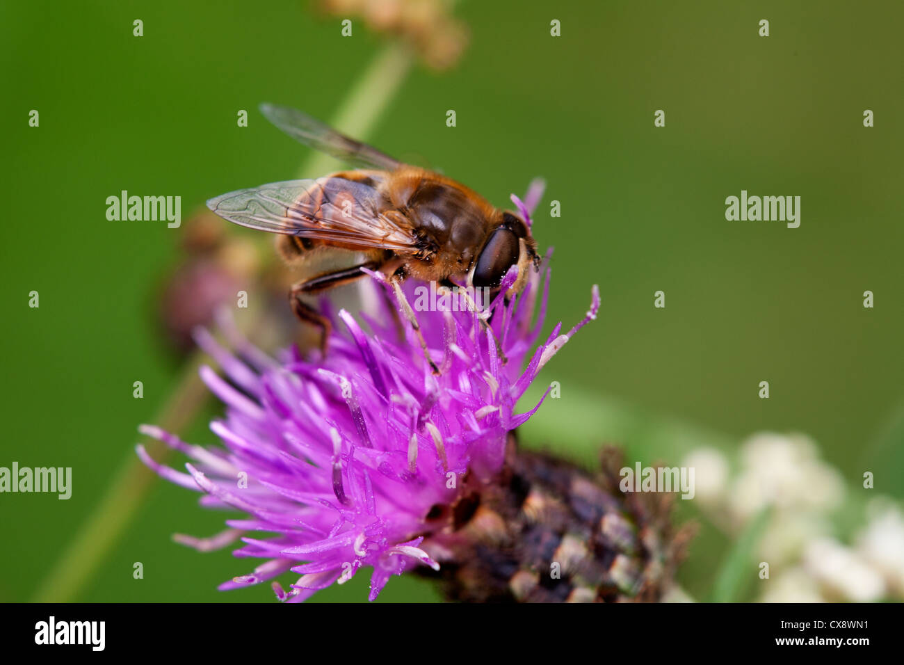 Hoverfly Eristalis Pertinax Erwachsenen Fütterung auf gemeinsame (schwarz) Flockenblume Centaurea Nigra Blume Stockfoto