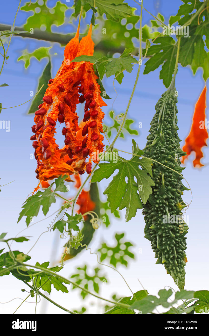 Bitter Melone. Momordica Charantia. Stockfoto