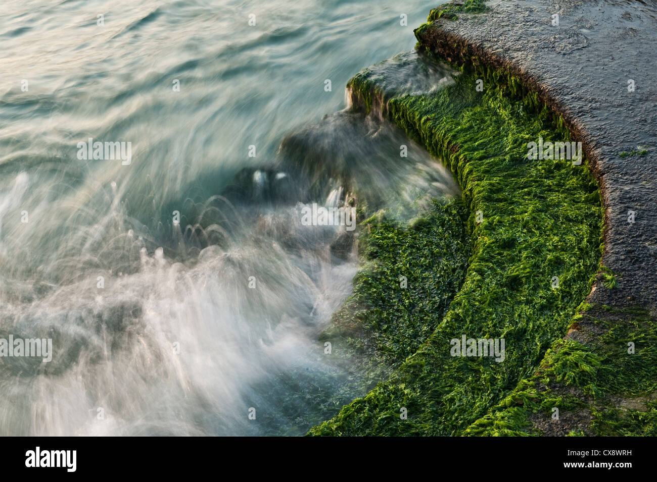 Wellen brechen auf den mit Unkraut bedeckten Stufen vor der Kirche San Giorgio Maggiore, Venedig, Italien Stockfoto
