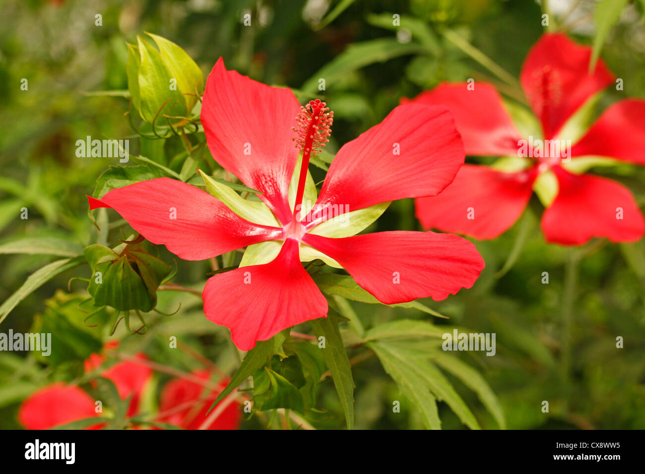 Afrikanischer hibiskus Fotos und Bildmaterial in hoher Auflösung Alamy