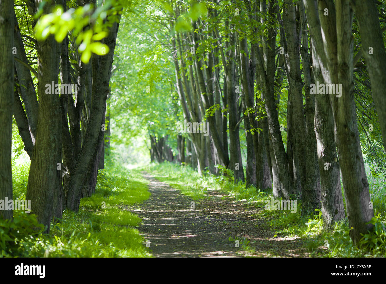 Lindenholz Gasse oder park Stockfoto