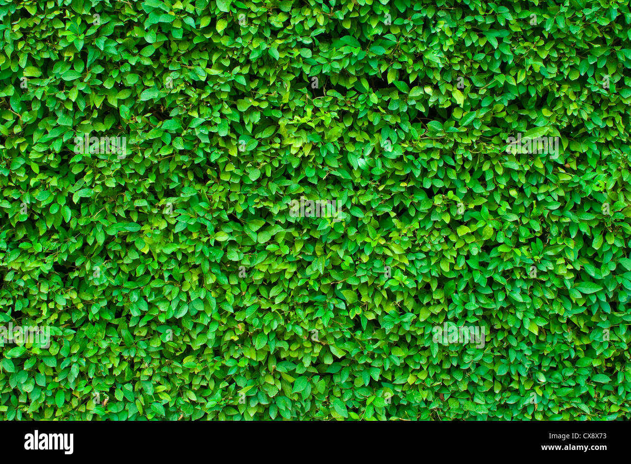 Hecke Grün Hintergrund Stockfoto