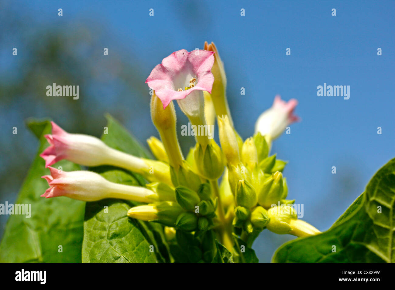 Tabakpflanze. Nicotiana Tabacum Stockfotografie Alamy