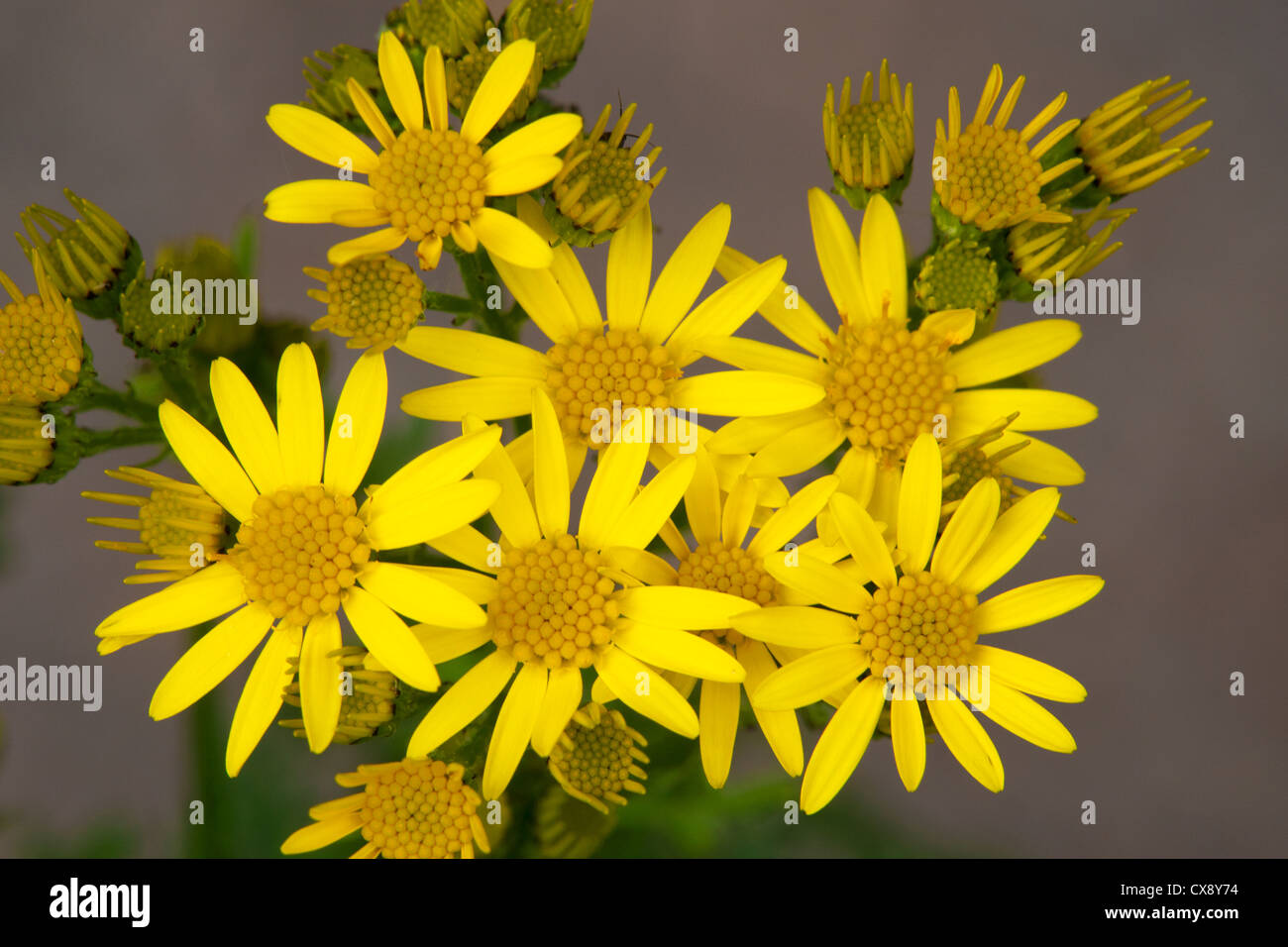 Gemeinsamen Kreuzkraut Senecio Jacobaea Nahaufnahmen von Blumen Stockfoto