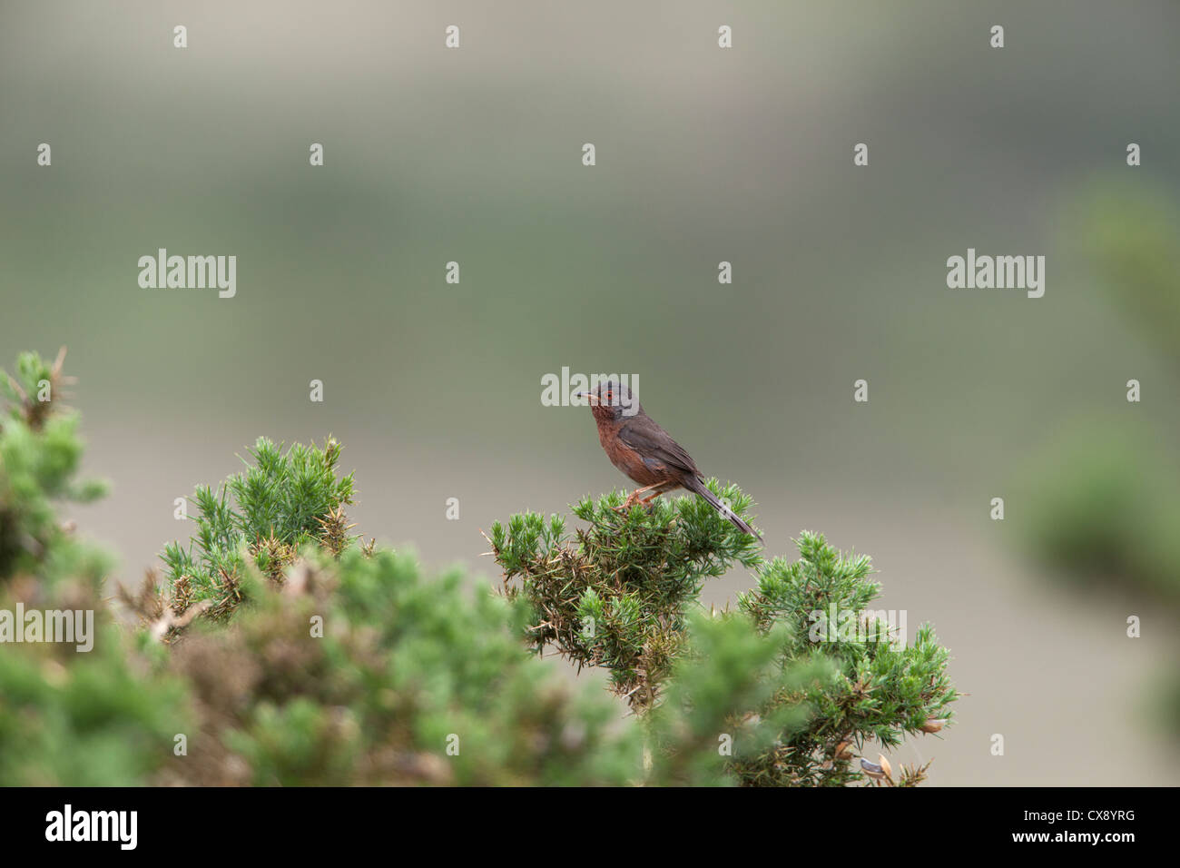 Dartford Warbler Sylvia Undata erwachsenen männlichen Gesang aus einem Gorse-Busch Stockfoto