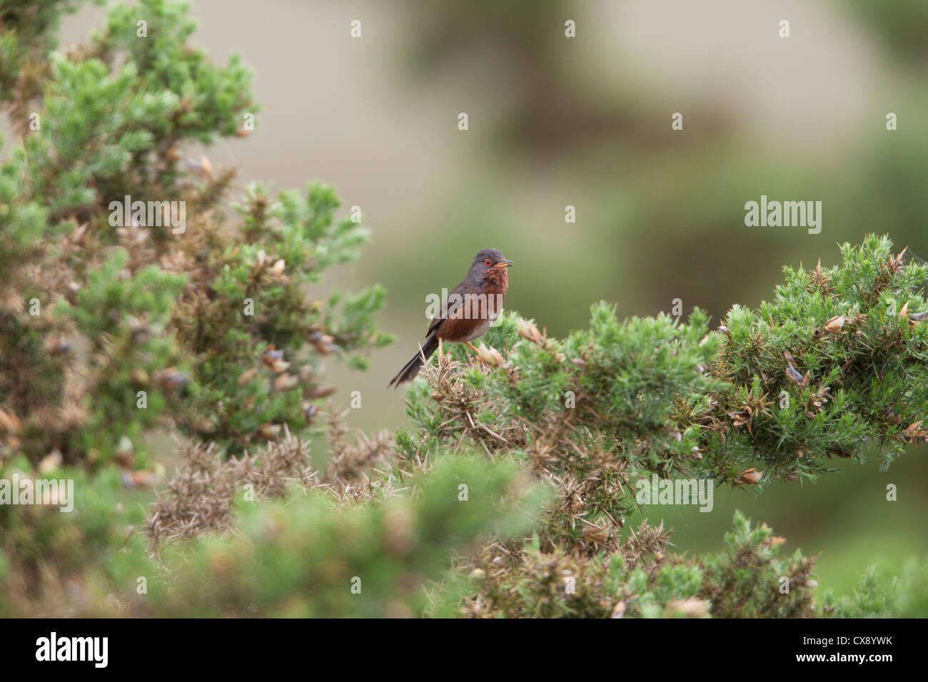 Dartford Warbler Sylvia Undata erwachsenen männlichen Gesang aus einem Gorse-Busch Stockfoto