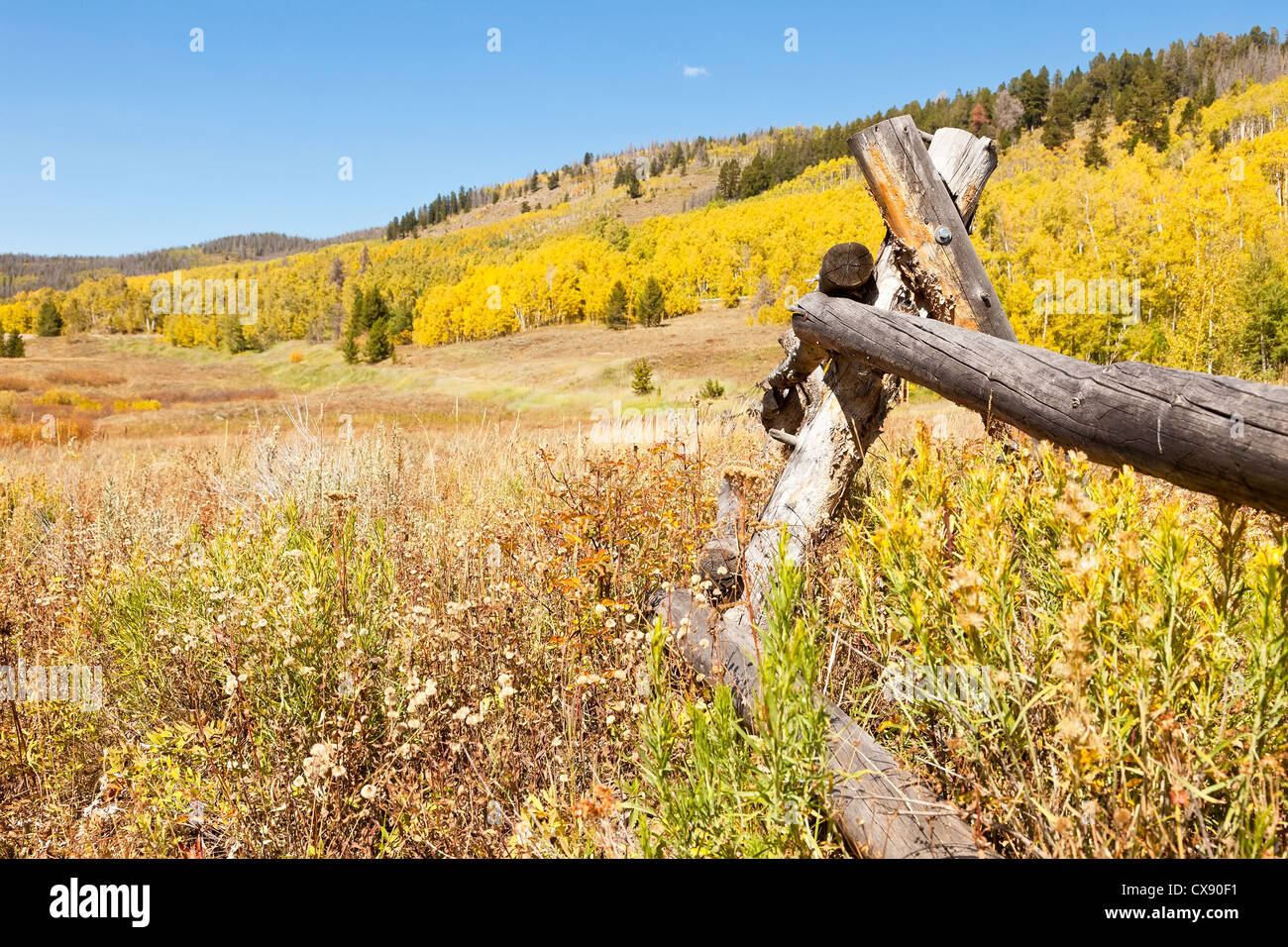 Gebrochene Zaun im Bereich der Espe Bäume in Colorado Stockfoto