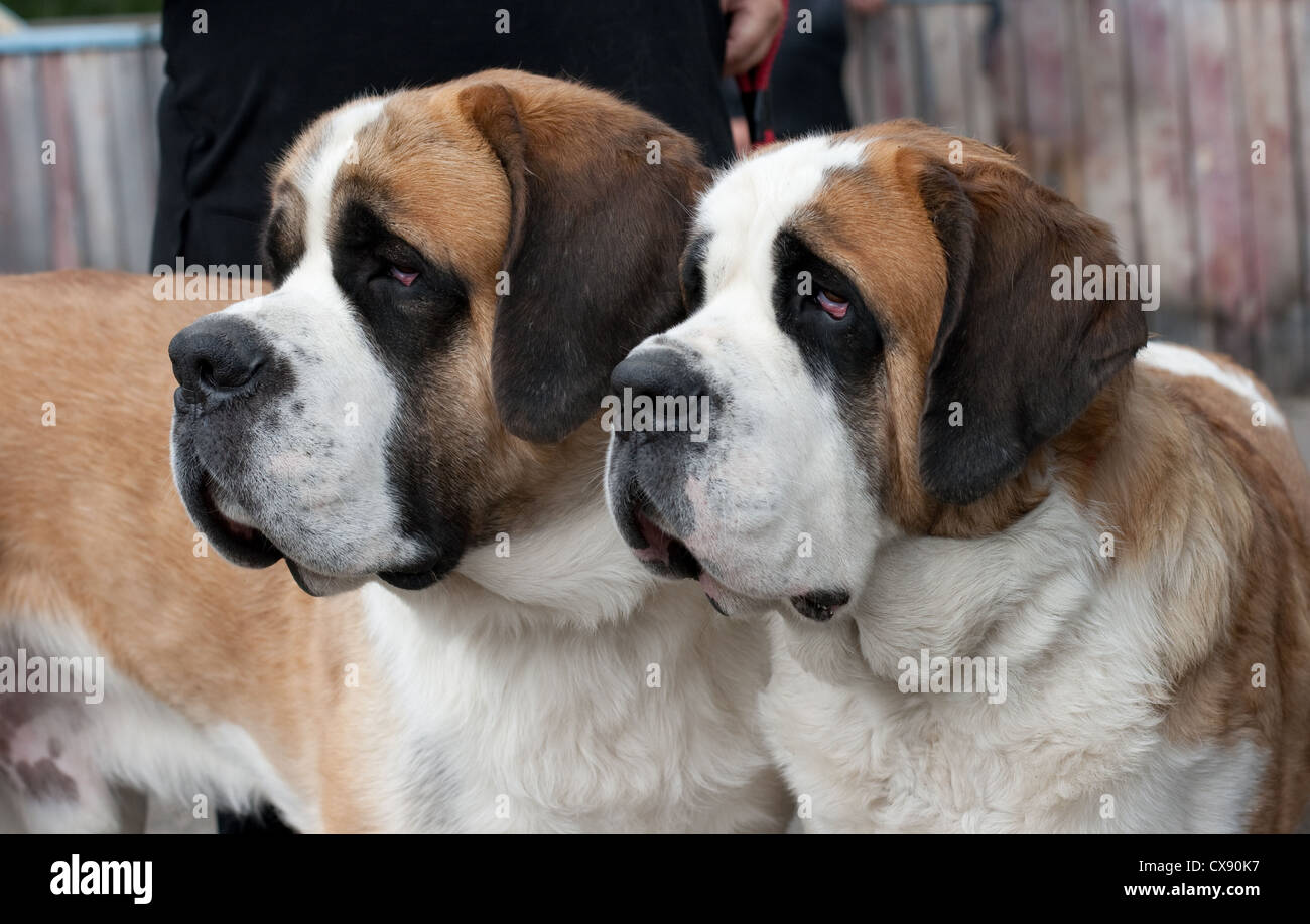 Paar reinrassige Bernhardiner Hunde Stockfoto