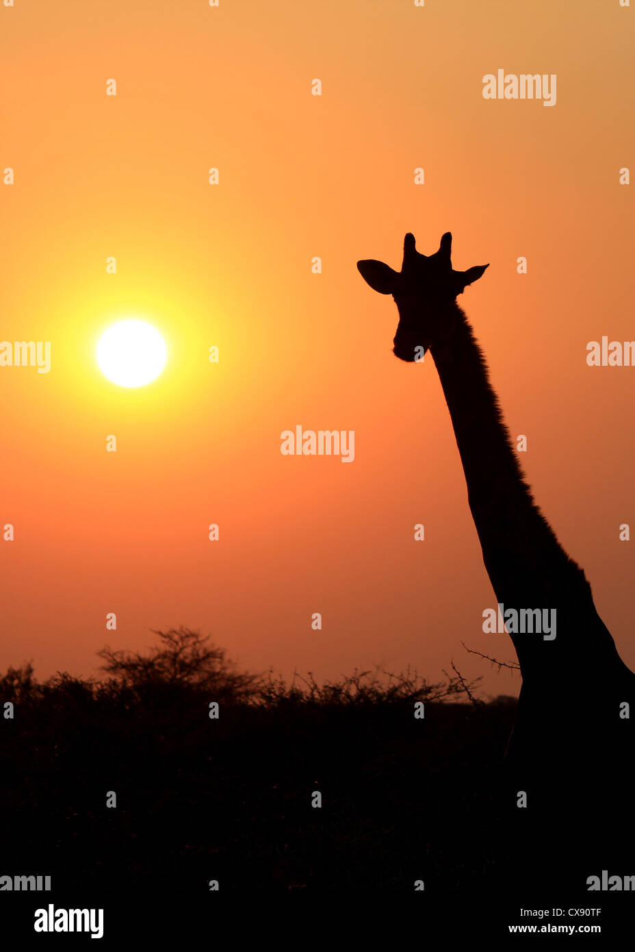 Giraffe im Etosha national reserve, Namibia Stockfoto