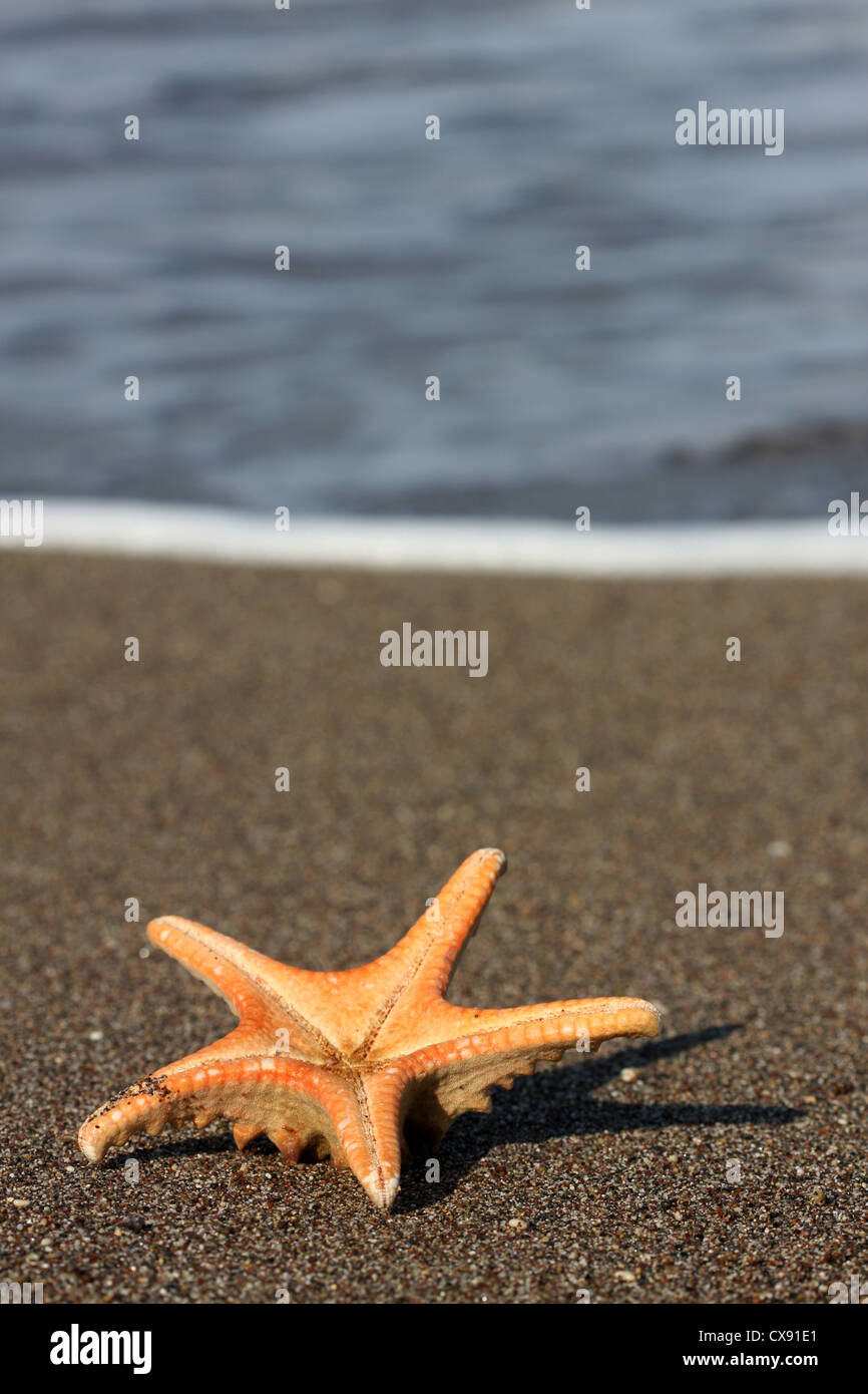 SeaStar Stockfoto