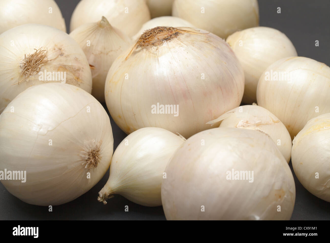 Weiße Zwiebel, Closeup auf dunklem Hintergrund Stockfoto