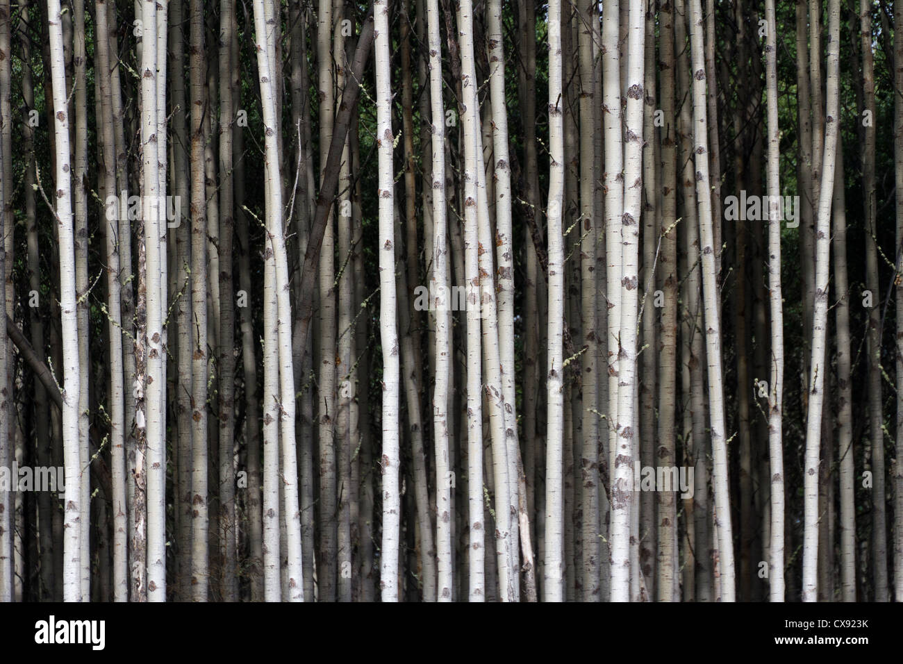 Aspen Baumstämme für Hintergrund Stockfoto