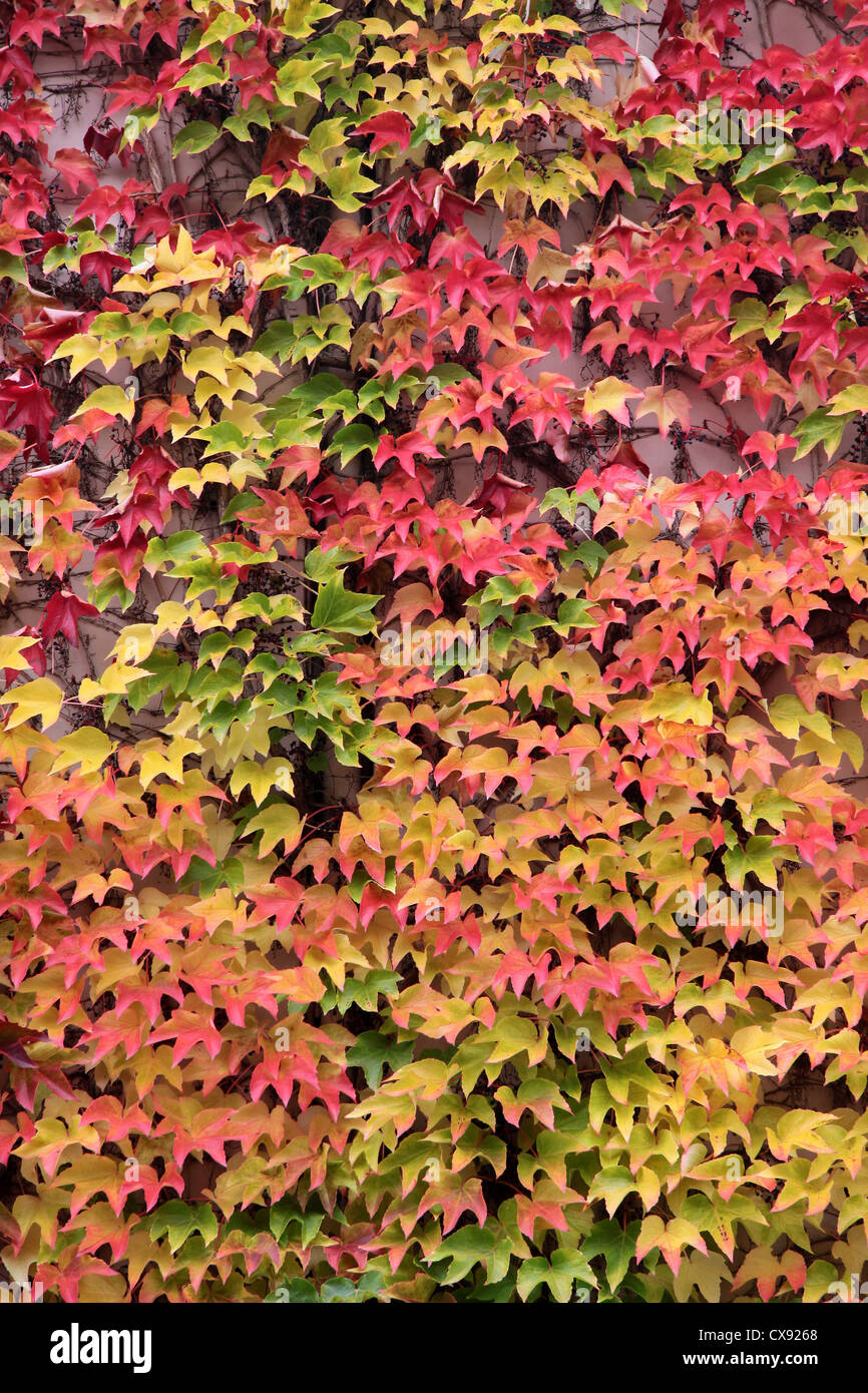 Farbige Blätter der wilden Reben im Herbst in St. Goar im Mittelrheintal, Rheinland-Pfalz, Deutschland Stockfoto