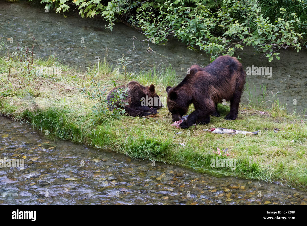 Grizzly Bear und Bear Cub Essen in Hyder Alaska Lachs Stockfoto