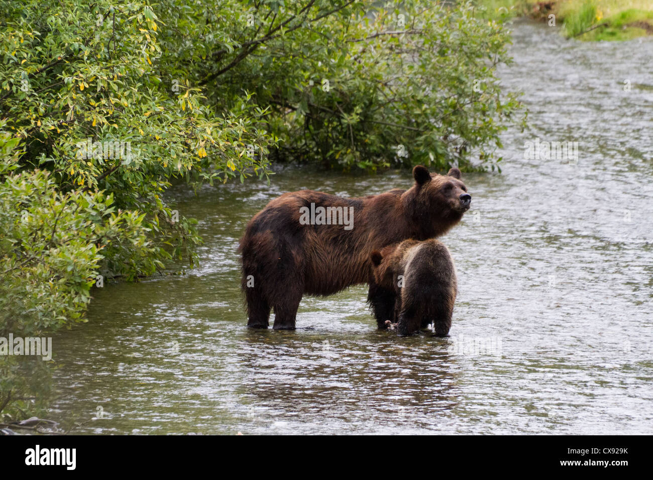 Grizzly Bear und Bear Cub Fang von Lachs in Hyder Alaska Stockfoto