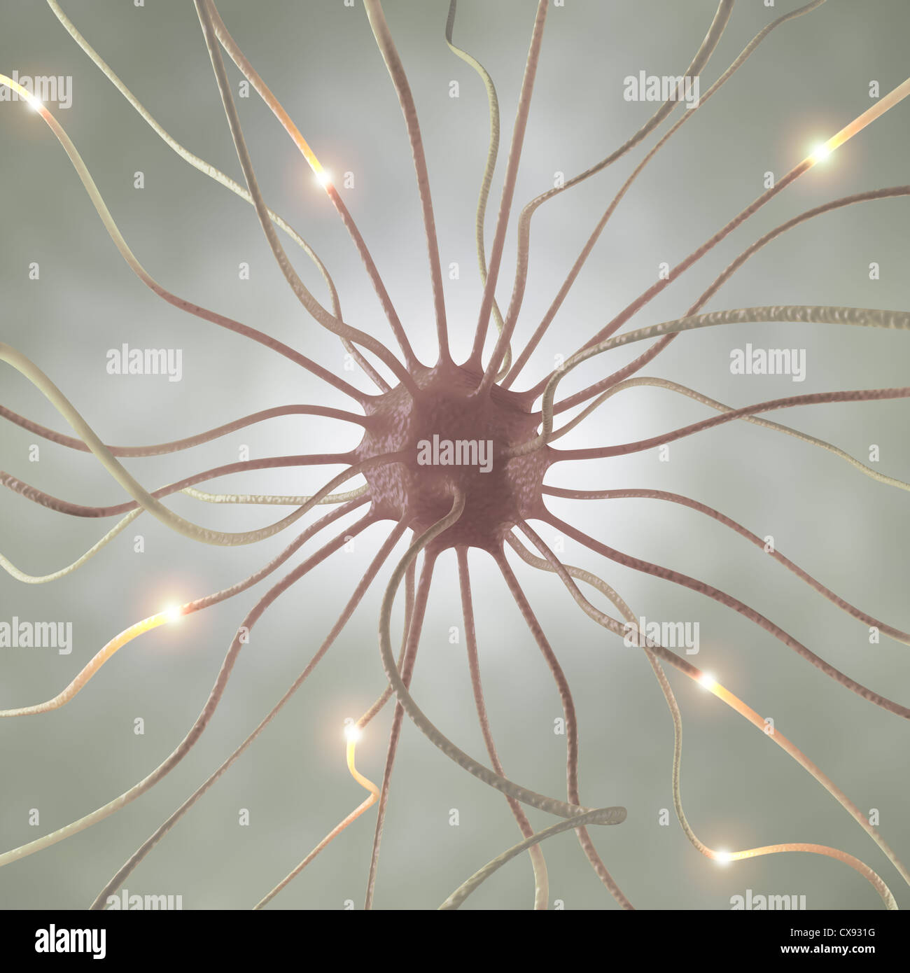 Miteinander verbundene Neuronen Informationen mit elektrischen Impulsen übertragen. Stockfoto