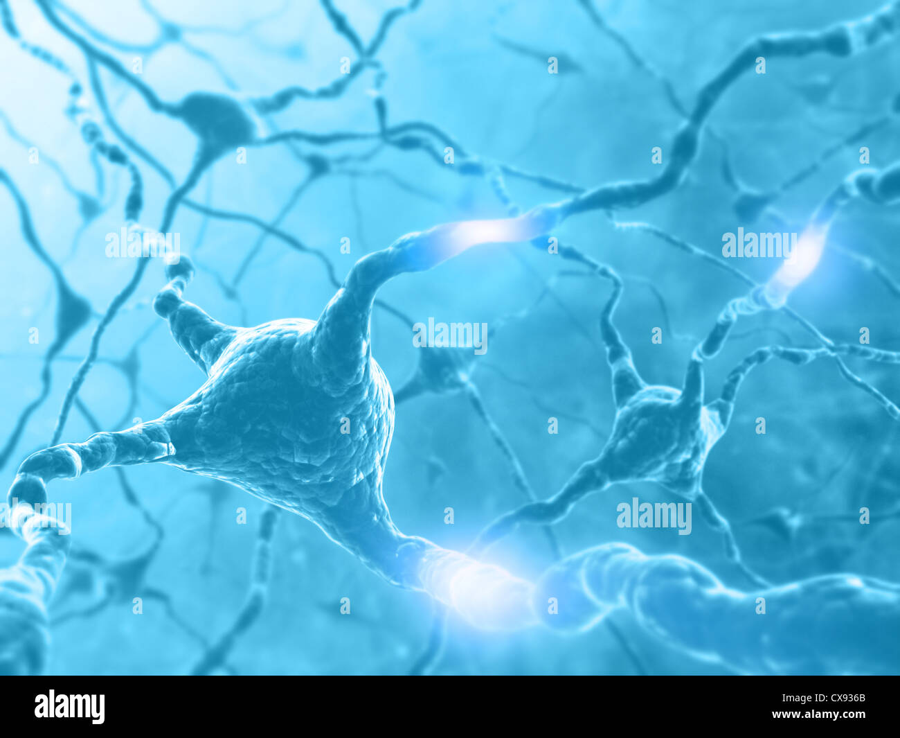 Im Inneren des Gehirns. Konzept der Neuronen und des Nervensystems. Zwei Neuronen, die Übertragung von Informationen. Stockfoto
