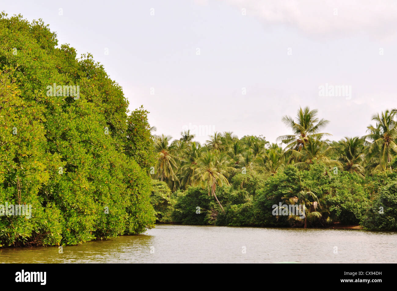 grünlich Waikkal Flussufer in Sri lanka Stockfoto