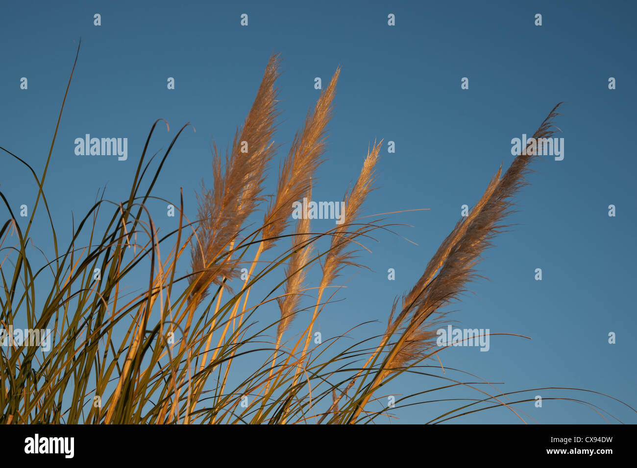 Toi Toi gegen blauen Himmel. Stockfoto