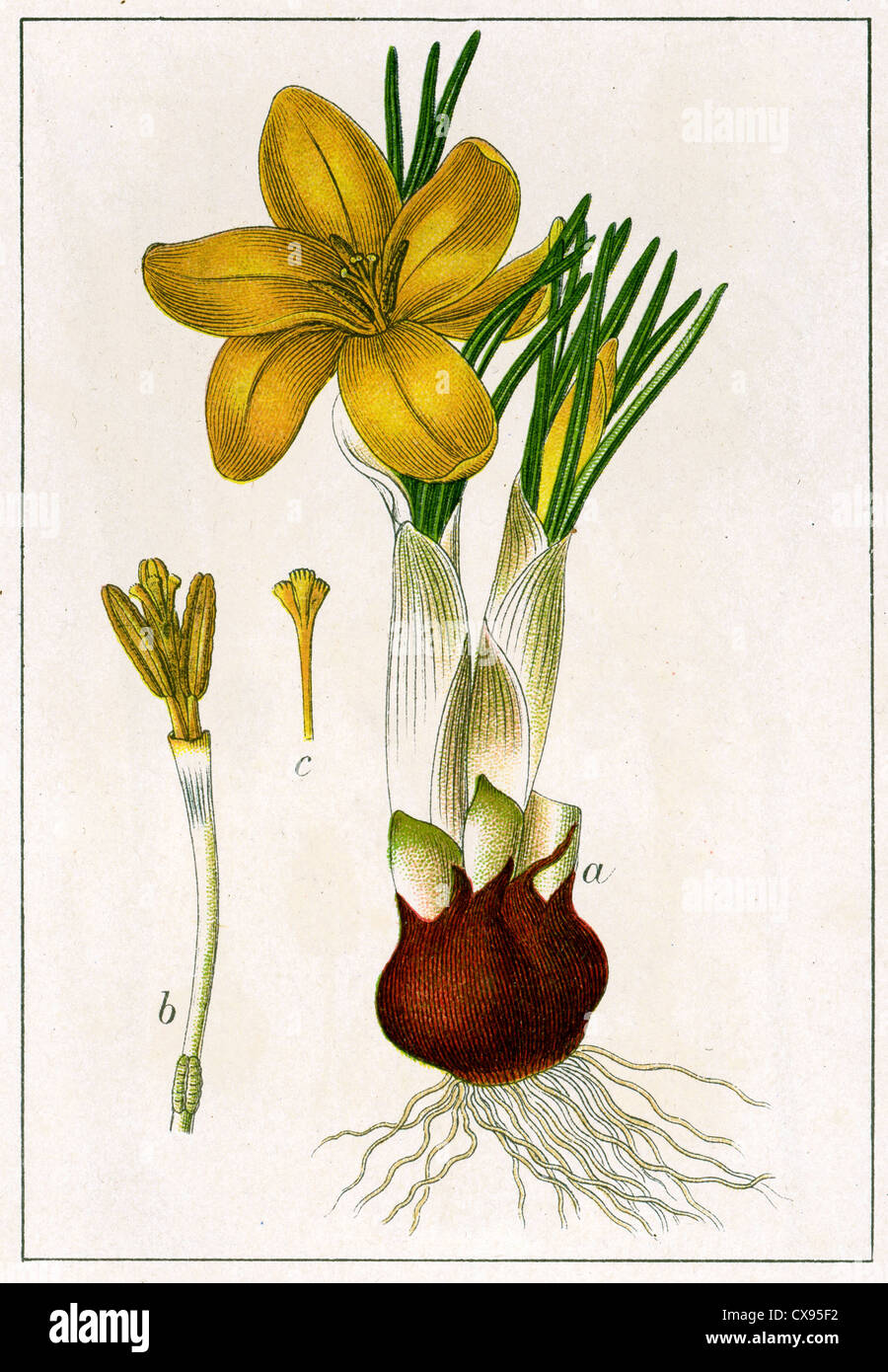 Crocus luteus Stockfoto