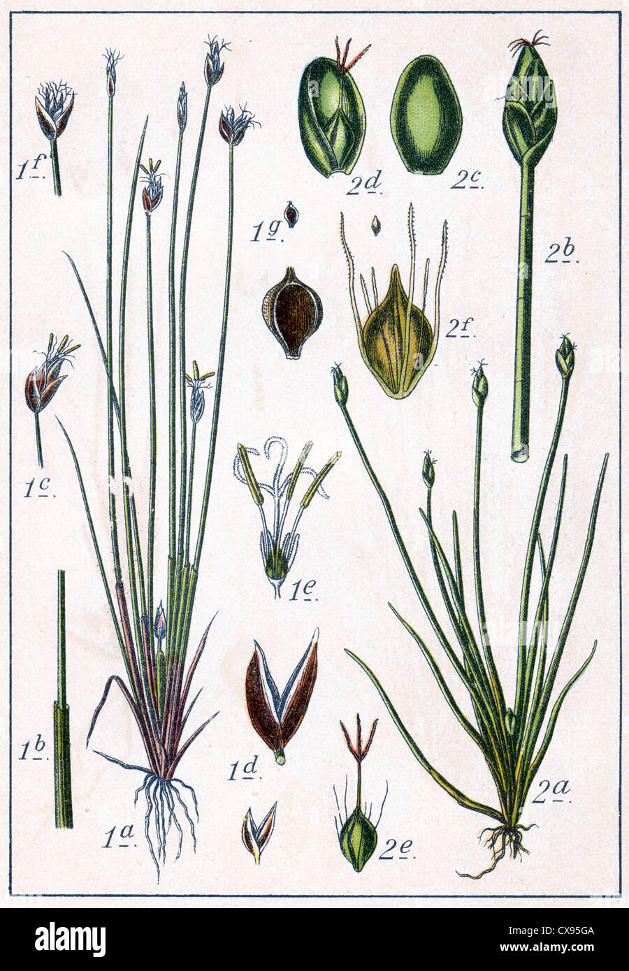 Cyperus pauciflorus cyperus parvulus alte namen Fotos und