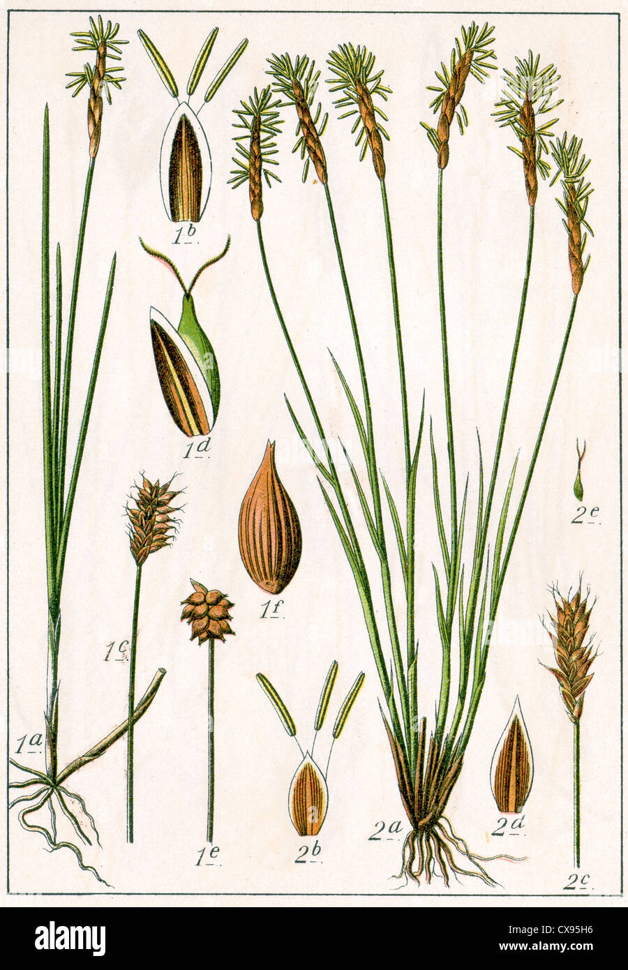 Carex Dioeca - Carex Davalliana Stockfoto