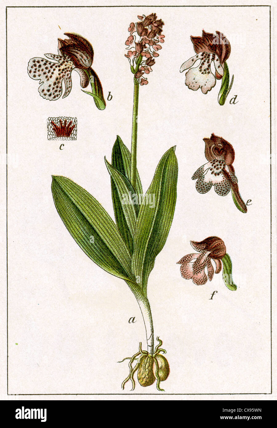 Orchis purpurea Stockfoto