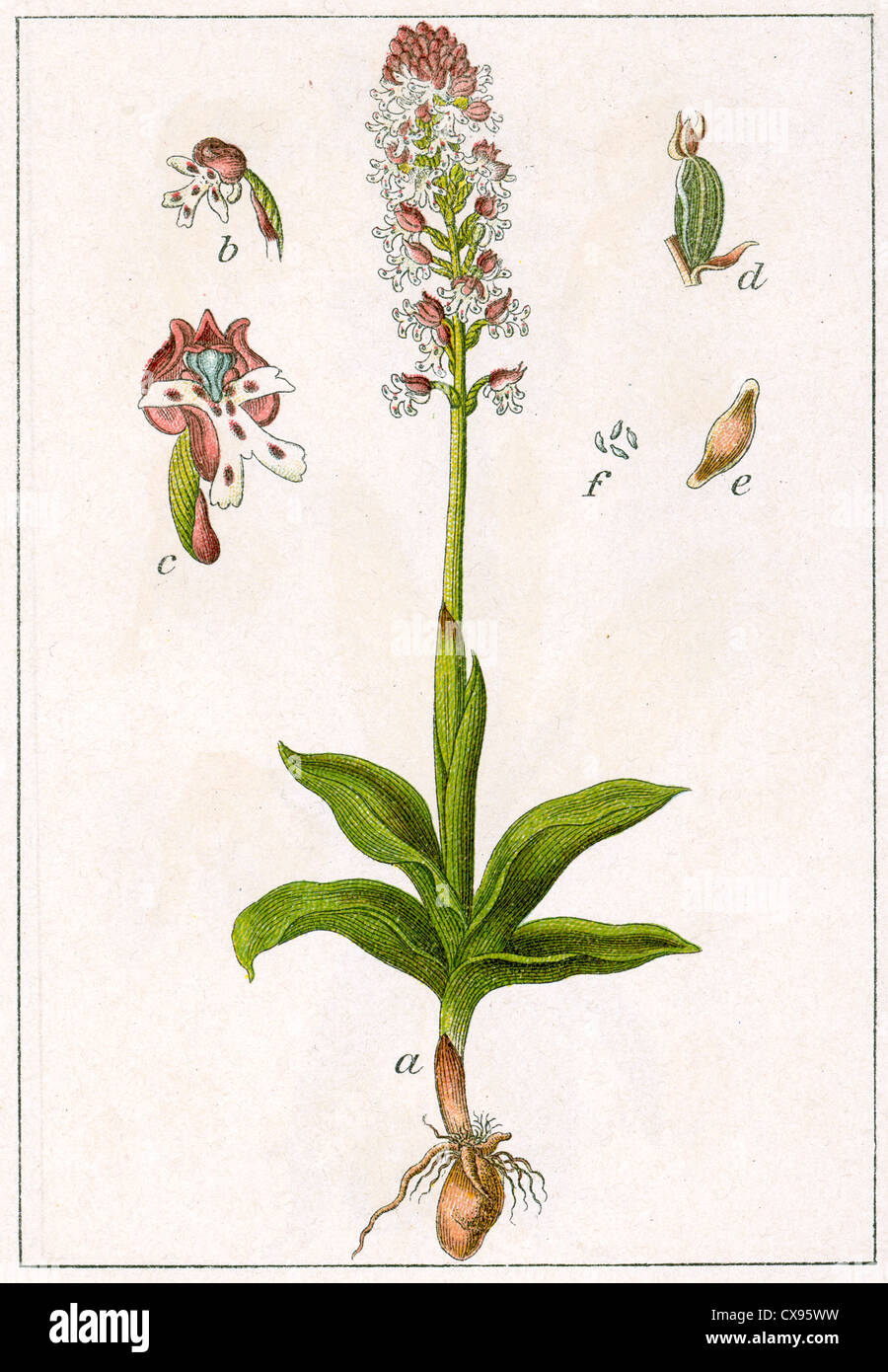 Orchis ustulata Stockfoto