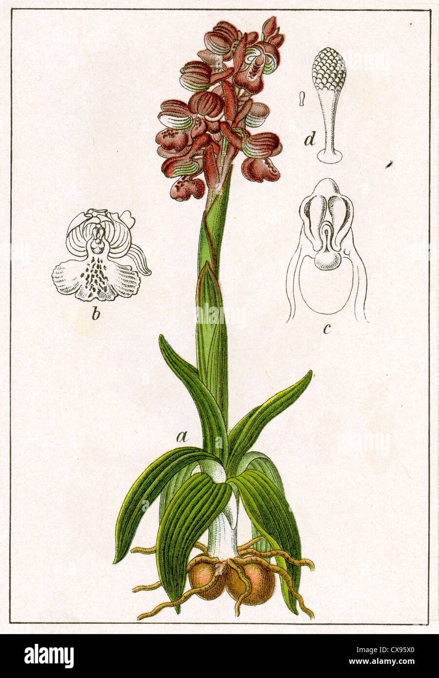 Orchis morio Stockfoto