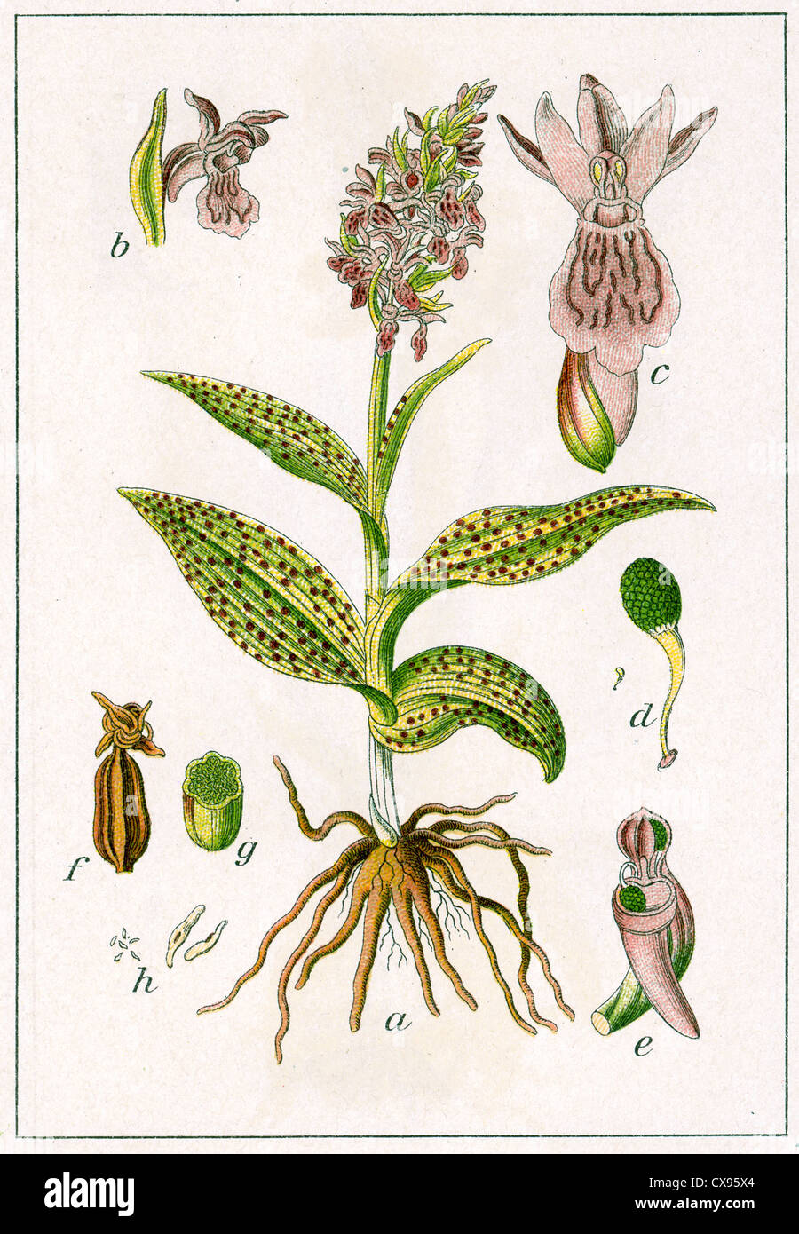 Orchis latifolia Stockfoto