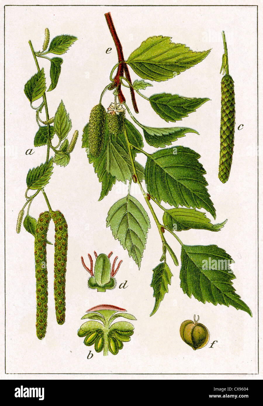 Silver Birch (Betula pendula, Betula verrucosa), Heilpflanze, Pflanze,  chromolithography, ca. 1870 Stockfotografie - Alamy
