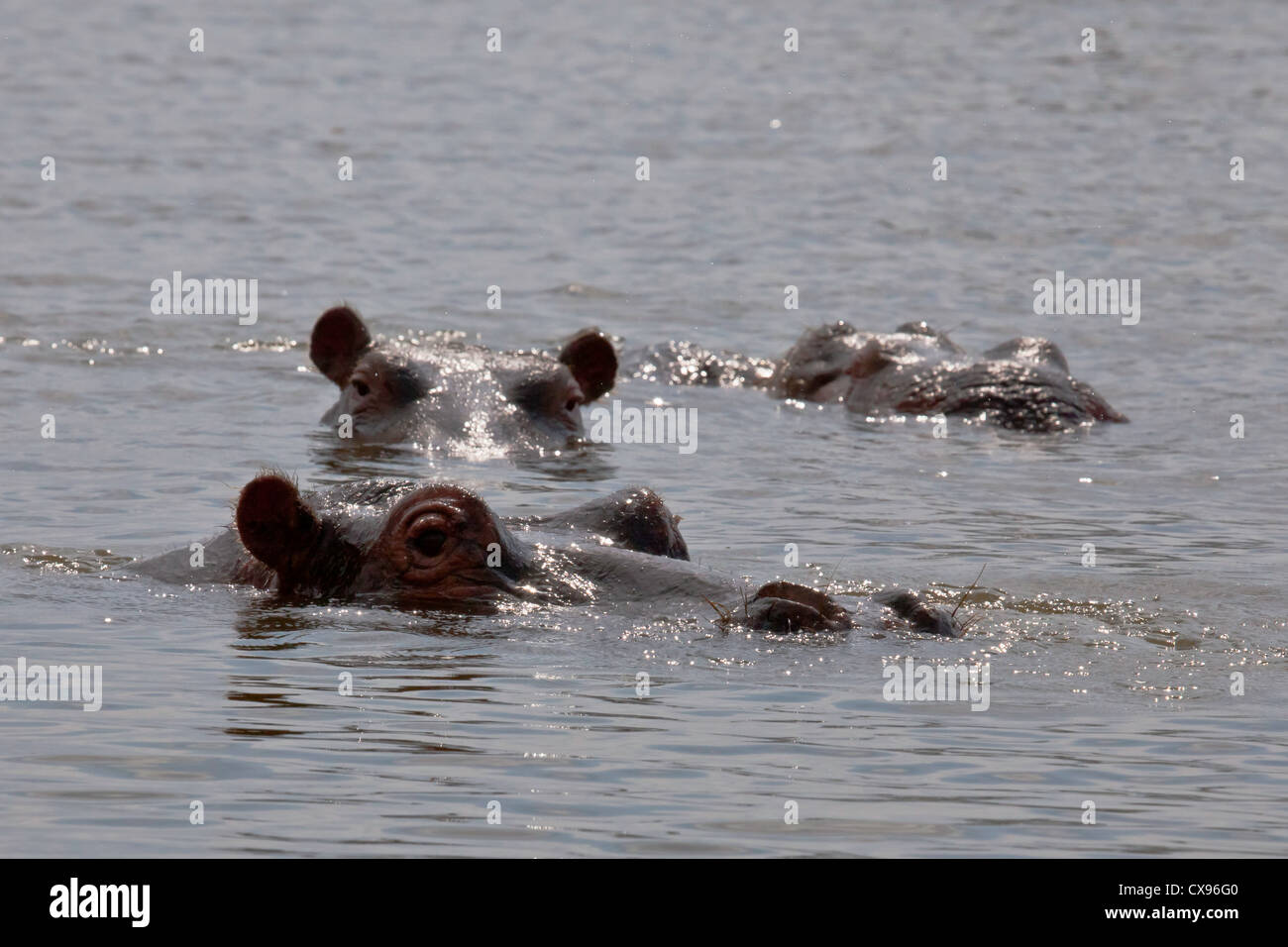 Nilpferd Köpfe teilweise im Wasser untergetaucht. Stockfoto