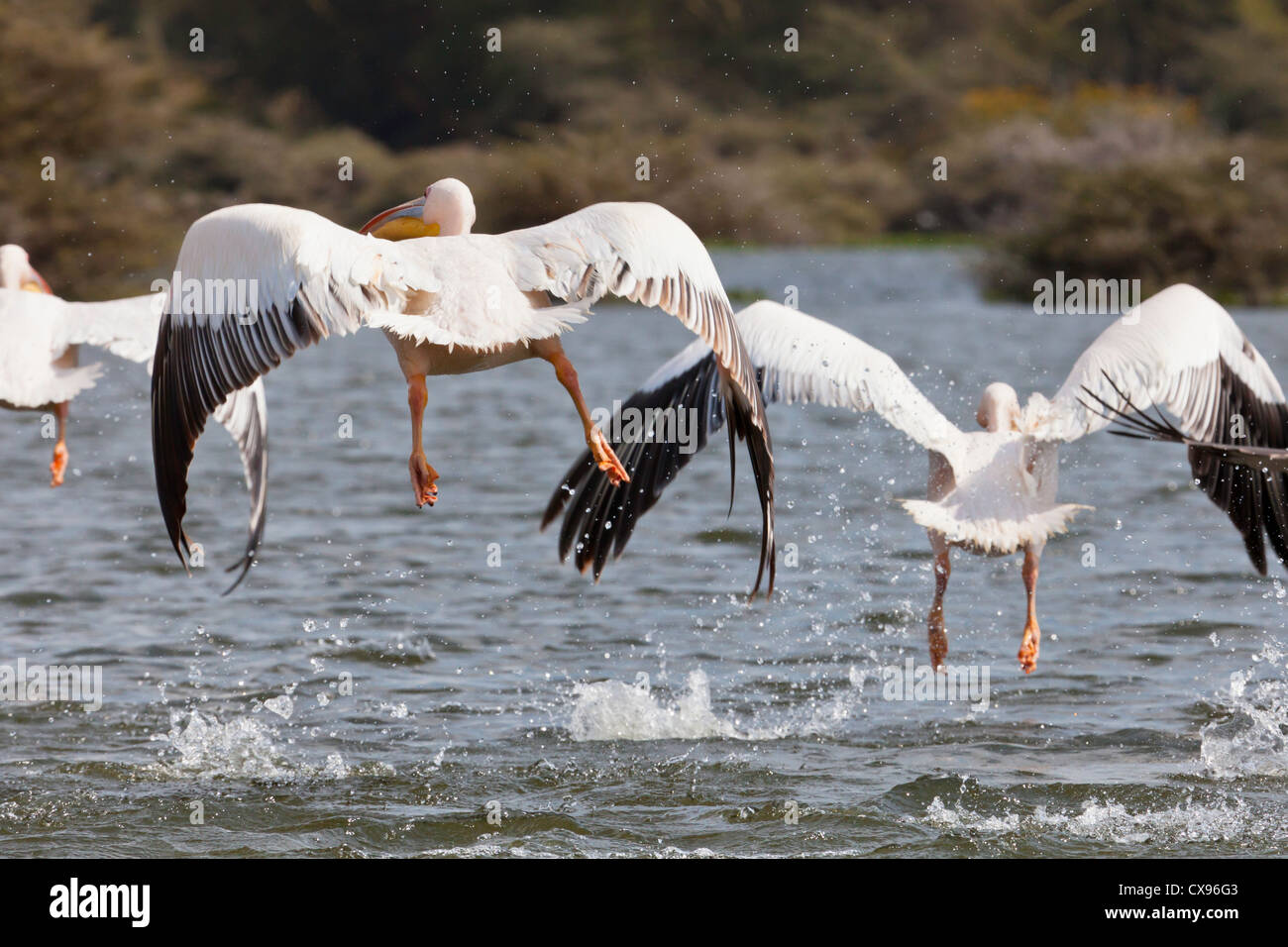 Pelikane, die Landung am Lake Nakuru. Stockfoto