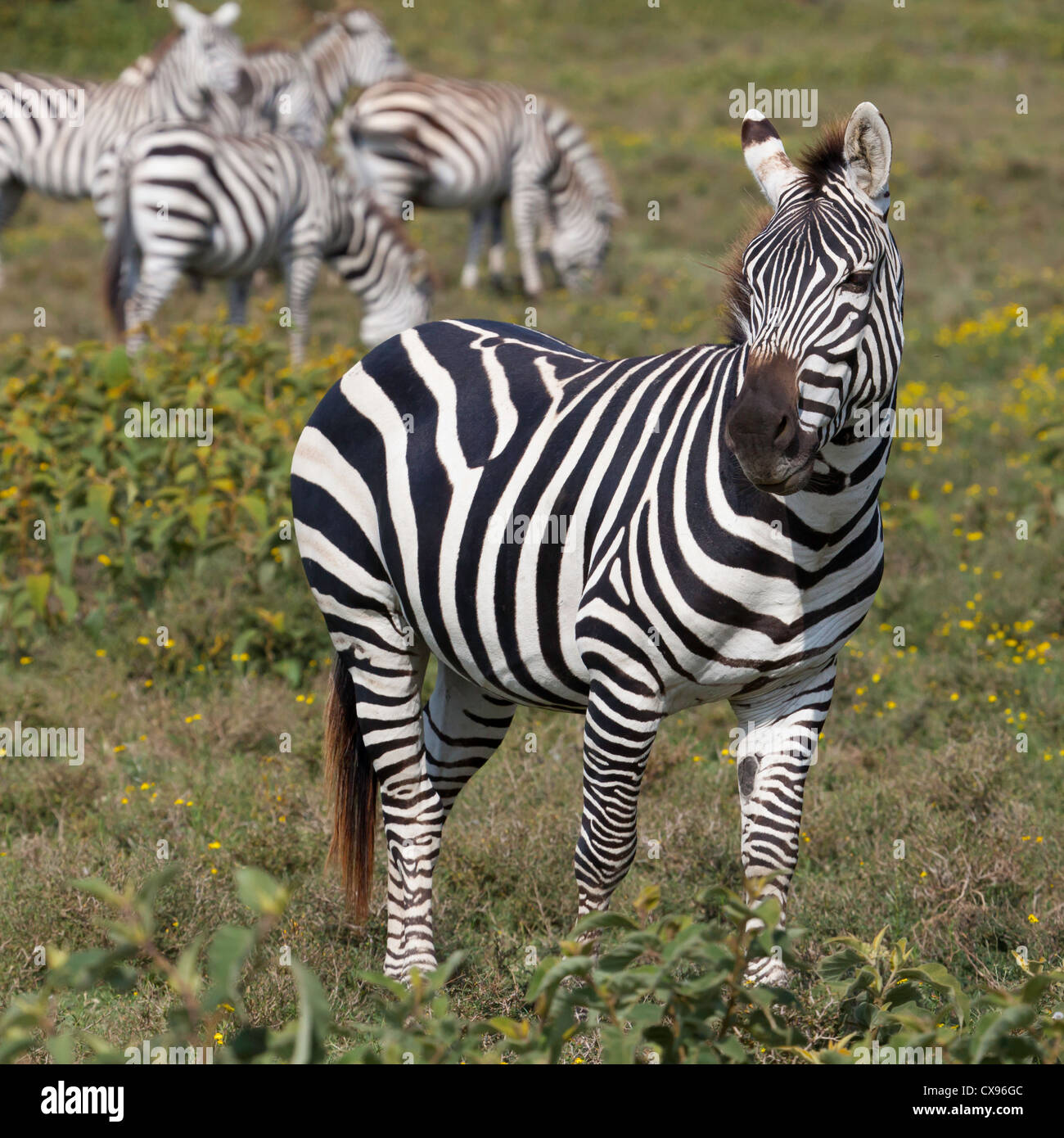Zebra stehend. Stockfoto