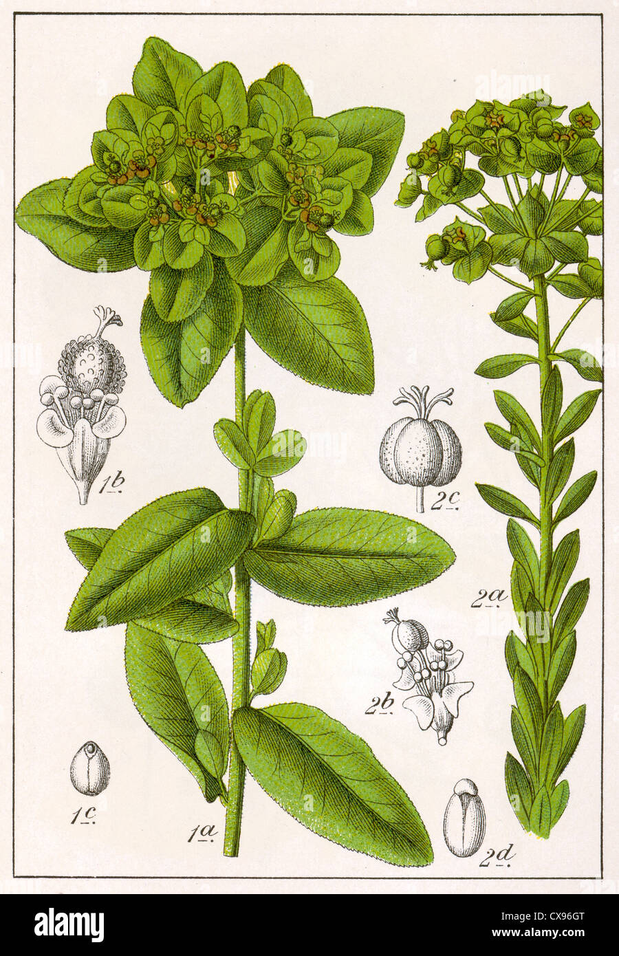 Euphorbia verzweigt - Euphorbia Gerardiana Stockfoto
