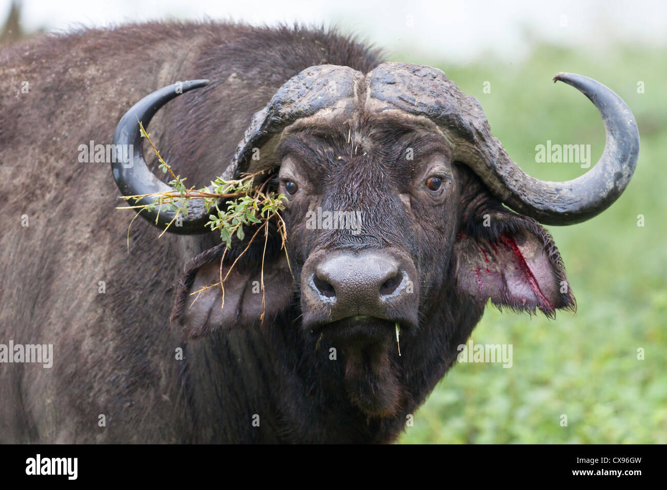 Wasser-Büffel-Kopf. Stockfoto