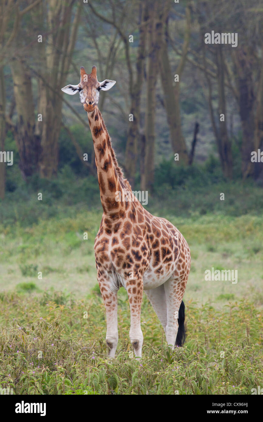 Giraffe in der Nähe von Lake Nakuru, Kenia. Stockfoto