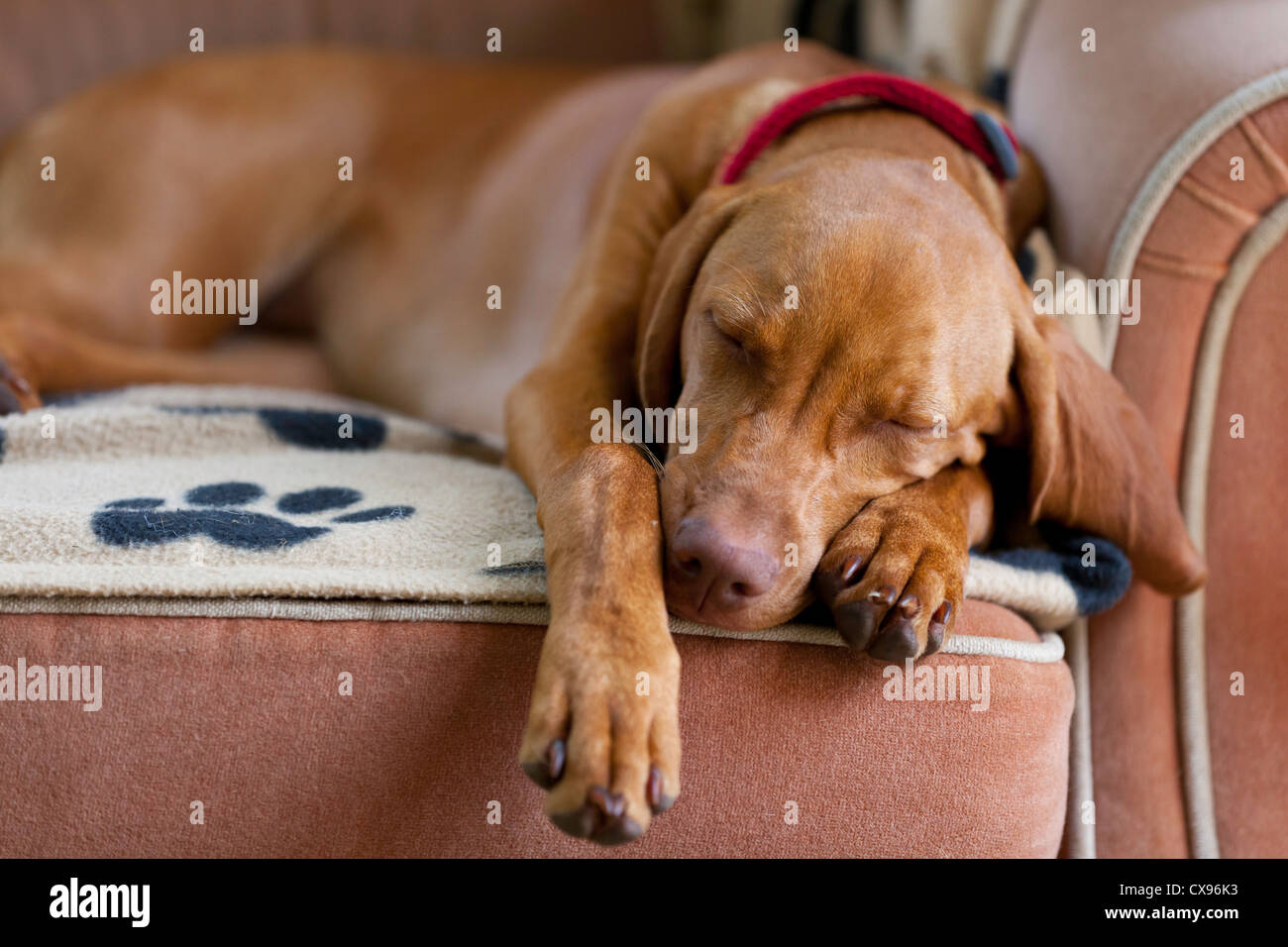 Vizsla Welpen auf einem Sofa eingeschlafen. Stockfoto