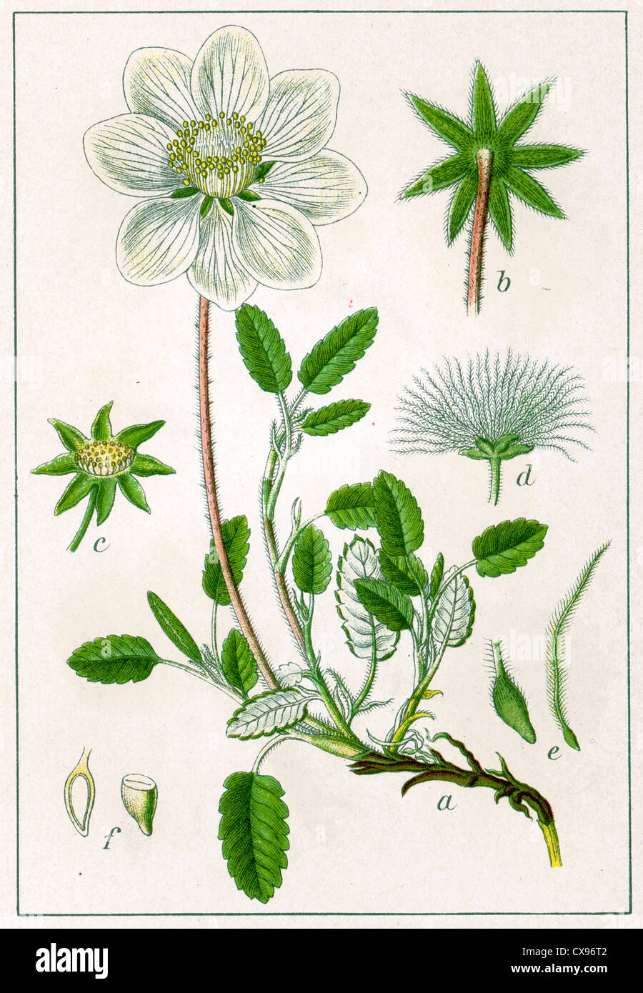 Geum-octopetalum Stockfoto