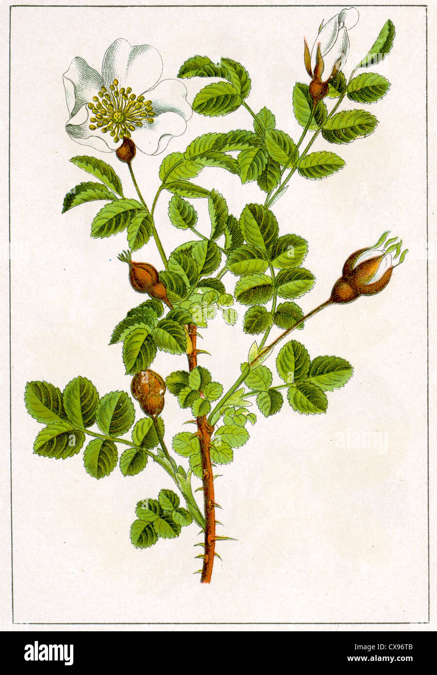 Rosa pimpinellifolia Stockfoto