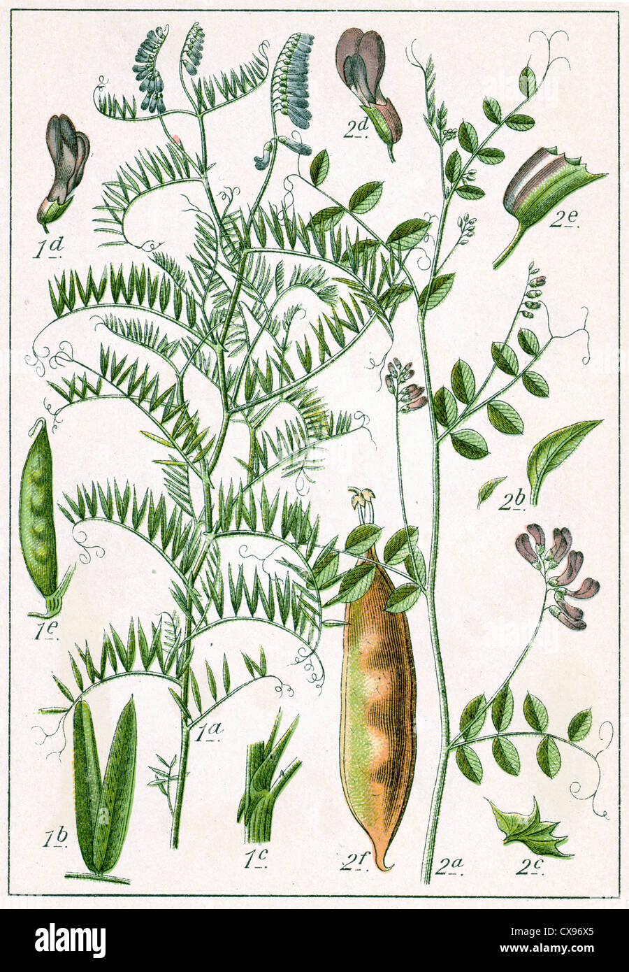 Vicia Tenuifolia - Vicia dumetorum Stockfoto