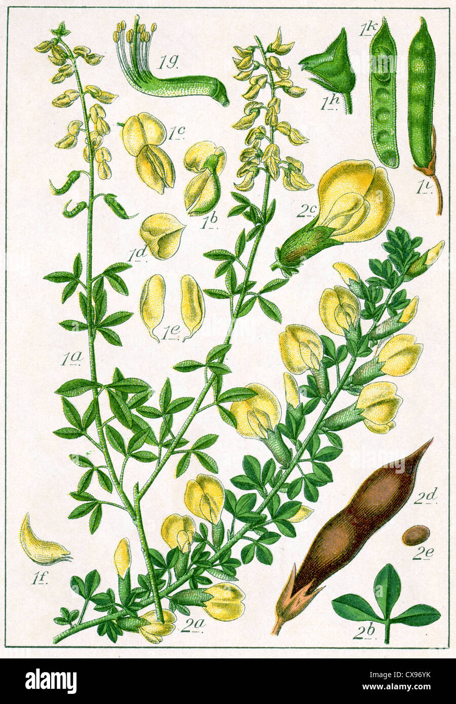Genista Nigricans - Genista ratisbonensis Stockfoto