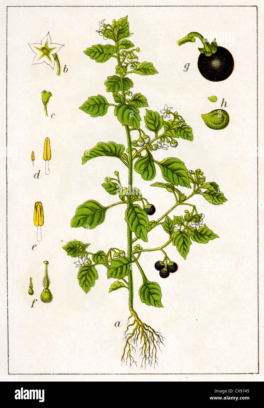 Solanum nigrum Stockfoto