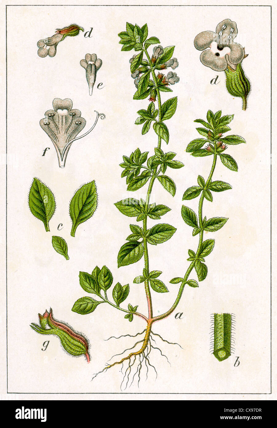 Thymus acinos Stockfoto