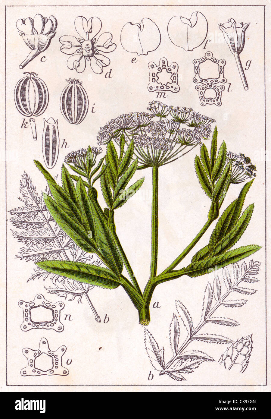 Sium latifolium Stockfoto
