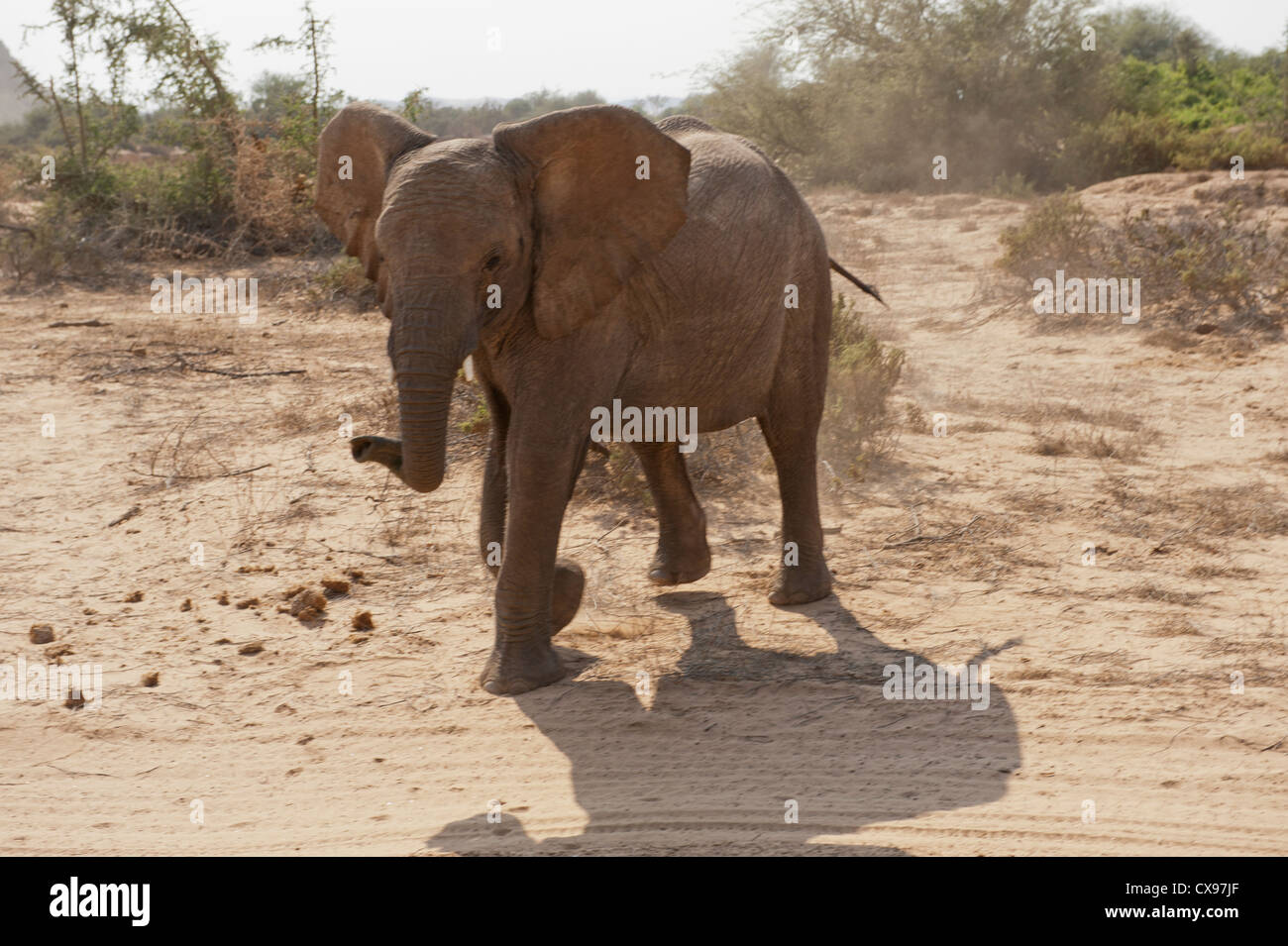 Afrikanische Wüstenelefanten im Damaraland, Namibia Stockfoto