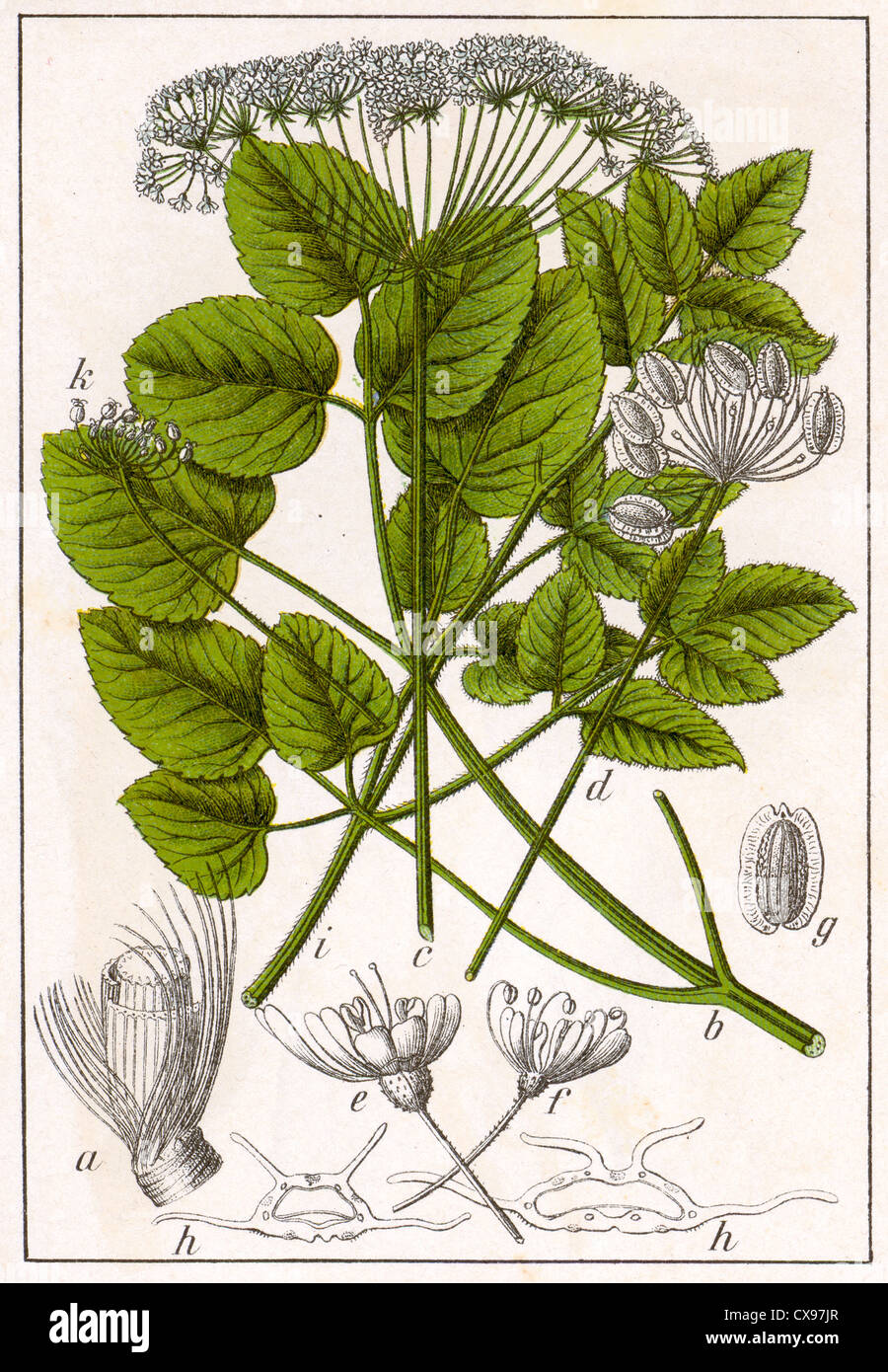 Laserpicium latifolium Stockfoto
